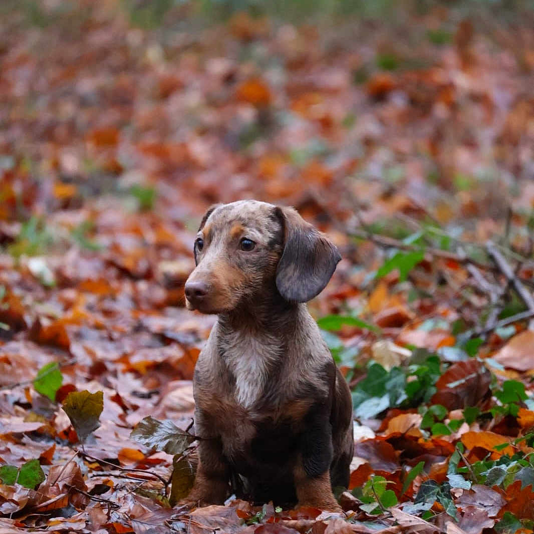 Alouest participe au concours pour gagner de l'argent avec cette photo : animal, autumn, background_blur, brown, canine, cute, dachshund, dog, fall, forest, ground_cover, leaves, nature, outdoor, pet, puppy, seasonal, sitting, wildlife, young