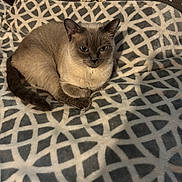 Izzy. joined the competition — help win amazing prizes! cat, siamese_cat, pet, animal, feline, cozy, blanket, pattern, indoor, resting, fur, blue_eyes, cute, calm, curious, domestic_animal, soft_lighting, close_up, relaxing, bedroom