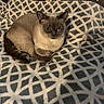 cat, siamese_cat, pet, animal, feline, cozy, blanket, pattern, indoor, resting, fur, blue_eyes, cute, calm, curious, domestic_animal, soft_lighting, close_up, relaxing, bedroom