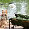 dog, swan, water, lake, dock, wood, camouflage_jacket, pet, animal, outdoor, nature, bird, green, fur, curious, water_surface, reflection, camping_bed, quiet, daytime