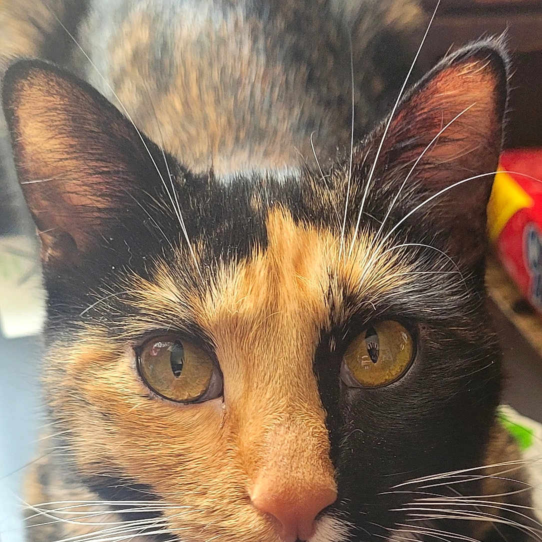 Itzel is registered to the contest to win money with this photo: animal, blurred_background, calico, cat, close_up, curious, cute, domestic_cat, face, feline, fur, golden_eyes, indoors, looking_at_camera, pet, portrait, soft_light, table, unique_pattern, whiskers