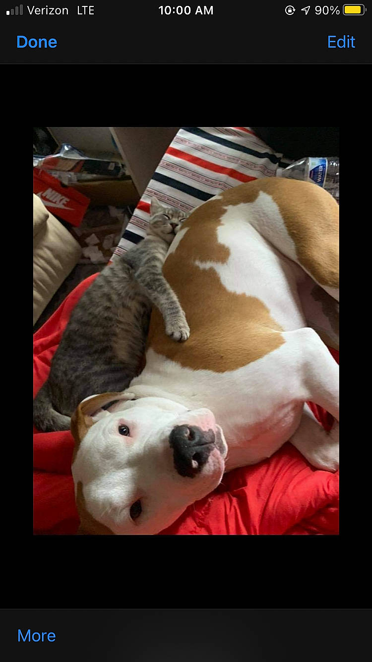 Luna is registered to the contest to win money with this photo: canidae, carnivore, comfort, companion_dog, dog, dog_breed, fawn, fur, linens, nap, paw, photo_caption, rectangle, room, snout, sporting_group, square, technology, whiskers, working_animal