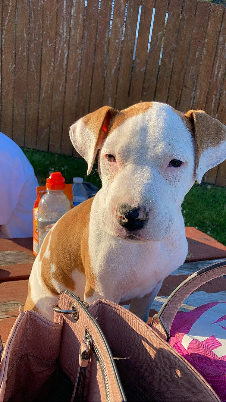 Milo is registered to the contest to win money with this photo: bottle, carnivore, collar, companion_dog, corgi_chihuahua, dog, dog_breed, dog_collar, dog_supply, drinking_water, hunting_dog, non_sporting_group, pet_supply, plastic_bottle, terrier, water_bottle, whiskers, working_animal, working_dog