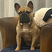 Teddy participe au concours pour gagner de l'argent avec cette photo : armchair, blanket, brown_dog, calm, canine, companion, cozy, curtain, cute, dog, domestic_animal, french_bulldog, furniture, household, indoor, looking, pet, portrait, resting, sitting