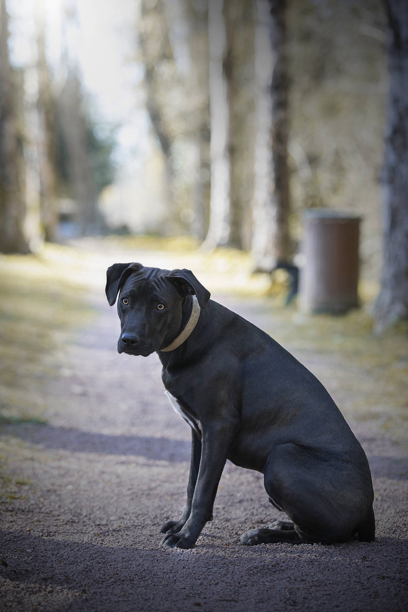 Pipo a rejoint le concours — aidez-le/la à gagner de superbes lots ! canidae, carnivore, companion_dog, dog, dog_breed, fawn, flash_photography, grass, grey, plant, pug, snout, sporting_group, tail, tints_and_shades, toy_dog, tree, wood, working_animal, wrinkle