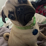 Frank is registered to the contest to win money with this photo: animal, blanket, collar, cozy, cute, dog, domestic, expressive_eyes, face, fur, head_tilt, home, indoor, pet, pug, puppy, resting, sitting, small_dog, young_dog
