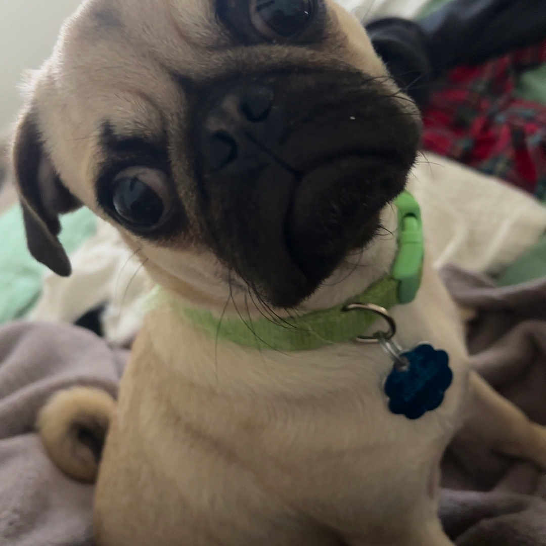 Frank