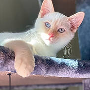 Anubis joined the competition — help win amazing prizes! animal, blue_eyes, cat, close_up, cozy, cute, feline, indoor, paw, perch, pet, pink_nose, portrait, purple_fabric, relaxed, resting, soft_texture, sunlight, whiskers, white_cat