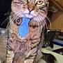 Beerus is registered to the contest to win money with this photo: cat, tabby, tie, pet, animal, indoor, kitchen, counter, feline, whiskers, domestic, cute, portrait, household, fur, closeup, mammal, sitting, yellow_eyes, curious