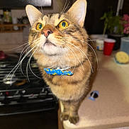 Beerus joined the competition — help win amazing prizes! cat, tabby, yellow_eyes, whiskers, collar, kitchen, countertop, stove, indoor, pet, feline, curious, closeup, domestic_animal, fur, animal, household, mammal, looking_up, focus