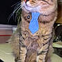 Beerus is registered to the contest to win money with this photo: cat, tabby, pet, tie, indoor, kitchen, countertop, animal, feline, whiskers, alert, brown, striped, domestic, closeup, sitting, collar, cute, portrait, household