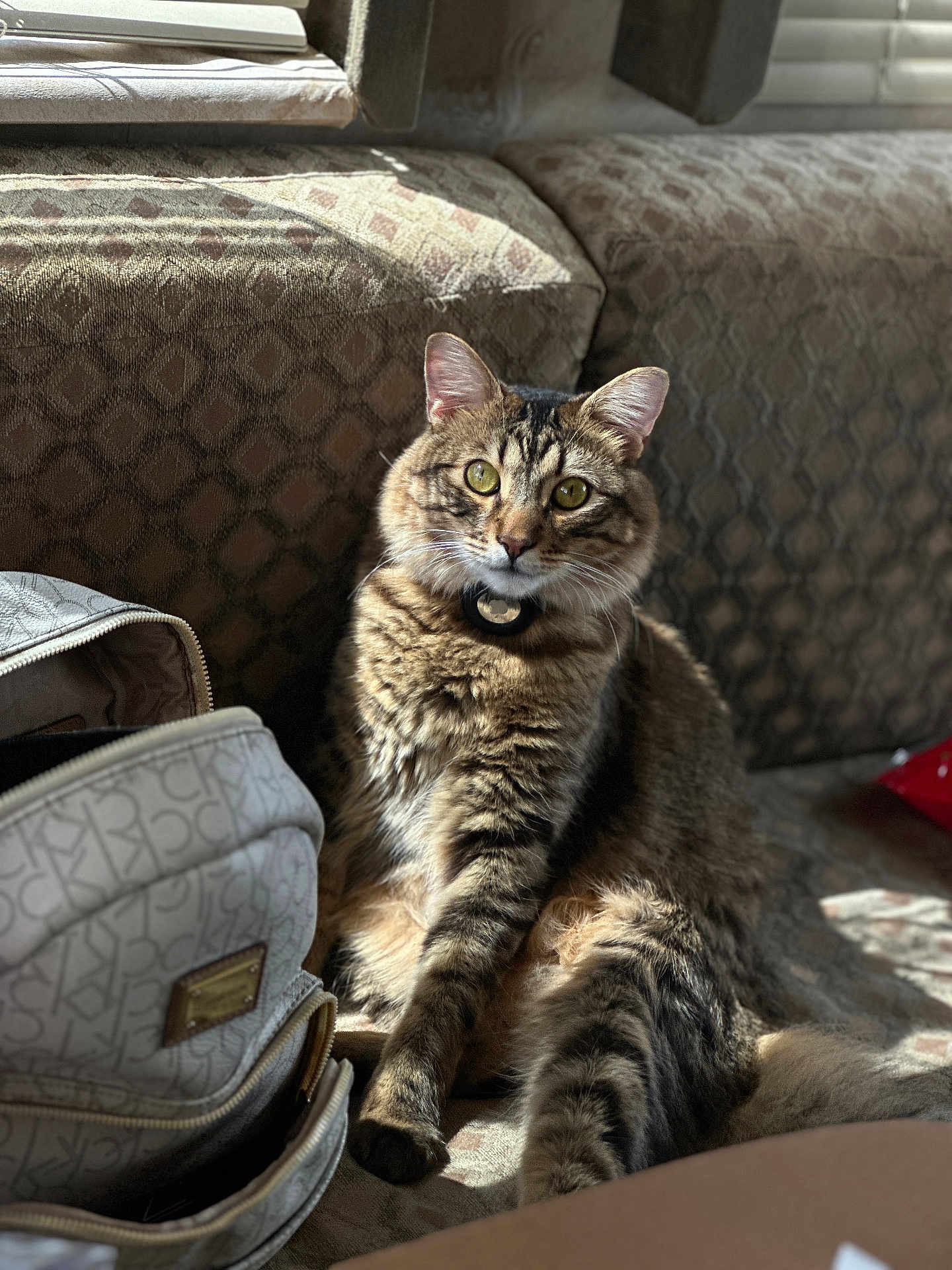 Beerus joined the competition — help win amazing prizes! cat, tabby_cat, feline, pet, indoor, couch, sunlight, collar, bag, patterned_fabric, window, relaxing, curious, fur, domestic_animal, seated, whiskers, ears, home_interior, shadow