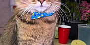Beerus is registered to the contest to win money with this photo: cat, tabby_cat, bow_tie, pet, indoor, kitchen, counter, whiskers, feline, animal, domestic_cat, curious, sitting, face, ears, fur, plant, cup, sponges, yellow