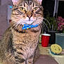 cat, tabby_cat, bow_tie, pet, indoor, kitchen, counter, whiskers, feline, animal, domestic_cat, curious, sitting, face, ears, fur, plant, cup, sponges, yellow