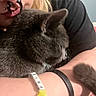 Andrew Glauberman is registered to the contest to win money with this photo: person, cat, cuddling, close_up, glasses, piercing, gray_cat, furry, arm, bracelet, black_shirt, indoor, cozy, affection, hair, skin, animal, pet, cute, comfort