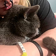 person, cat, cuddling, close_up, glasses, piercing, gray_cat, furry, arm, bracelet, black_shirt, indoor, cozy, affection, hair, skin, animal, pet, cute, comfort