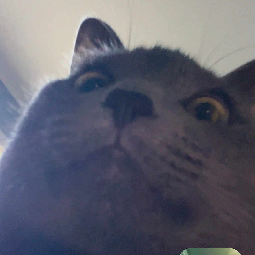 Andrew Glauberman joined the competition — help win amazing prizes! cat, close_up, face, video_call, person, screen, indoor, curious, whiskers, ears, nose, eye, technology, communication, digital, pet, animal, funny, portrait, interaction