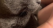 Andrew Glauberman joined the competition — help win amazing prizes! animal, arm, blue_wall, calm, cat, close_up, comfort, domestic_animal, ears, feline, fur, grey_cat, indoor, person, pet, portrait, relaxation, side_view, skin, whiskers