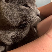 cat, grey_cat, close_up, pet, animal, feline, whiskers, ears, fur, person, arm, skin, indoor, blue_wall, relaxation, comfort, domestic_animal, portrait, side_view, calm