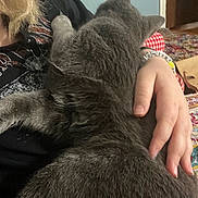 Andrew Glauberman joined the competition — help win amazing prizes! cat, gray_cat, pet, hand, person, indoor, furry, cozy, cuddle, arm, clothing, colorful_rug, door, home, comfort, feline, relaxation, fur, portrait, casual