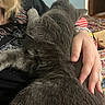cat, gray_cat, pet, hand, person, indoor, furry, cozy, cuddle, arm, clothing, colorful_rug, door, home, comfort, feline, relaxation, fur, portrait, casual