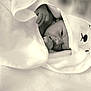 newborn, baby, blanket, hood, face, sleepy, wrapped, soft, cute, infant, toddler, comfort, resting, warm, portrait, child, cozy, fabric, monochrome, closeup