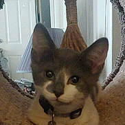 Sapphire is registered to the contest to win money with this photo: cat, kitten, pet, animal, ears, collar, indoor, tunnel, curious, feline, face, whiskers, paws, looking, home, lamp, door, broom, furniture, closeup