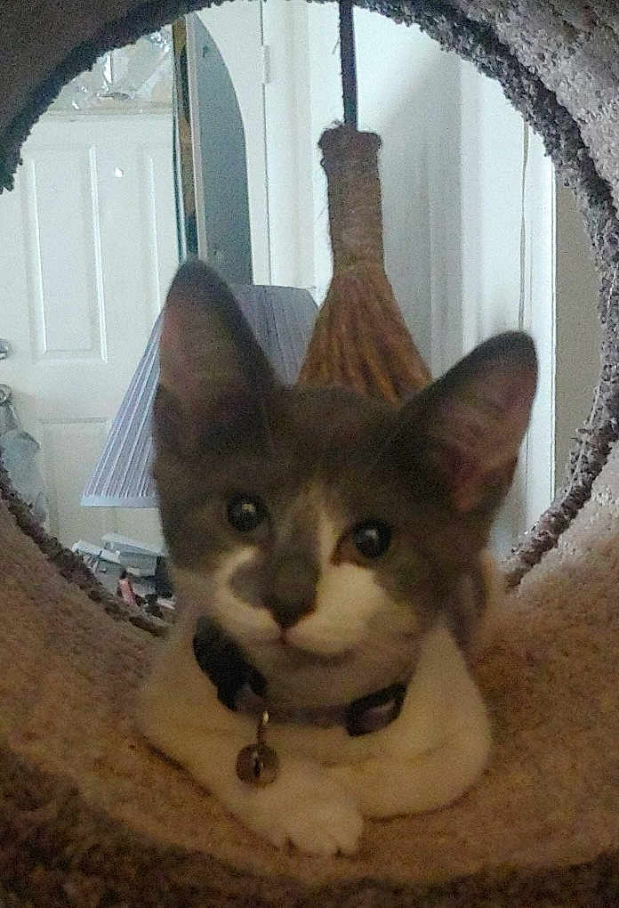 Sapphire is registered to the contest to win money with this photo: cat, kitten, pet, animal, ears, collar, indoor, tunnel, curious, feline, face, whiskers, paws, looking, home, lamp, door, broom, furniture, closeup