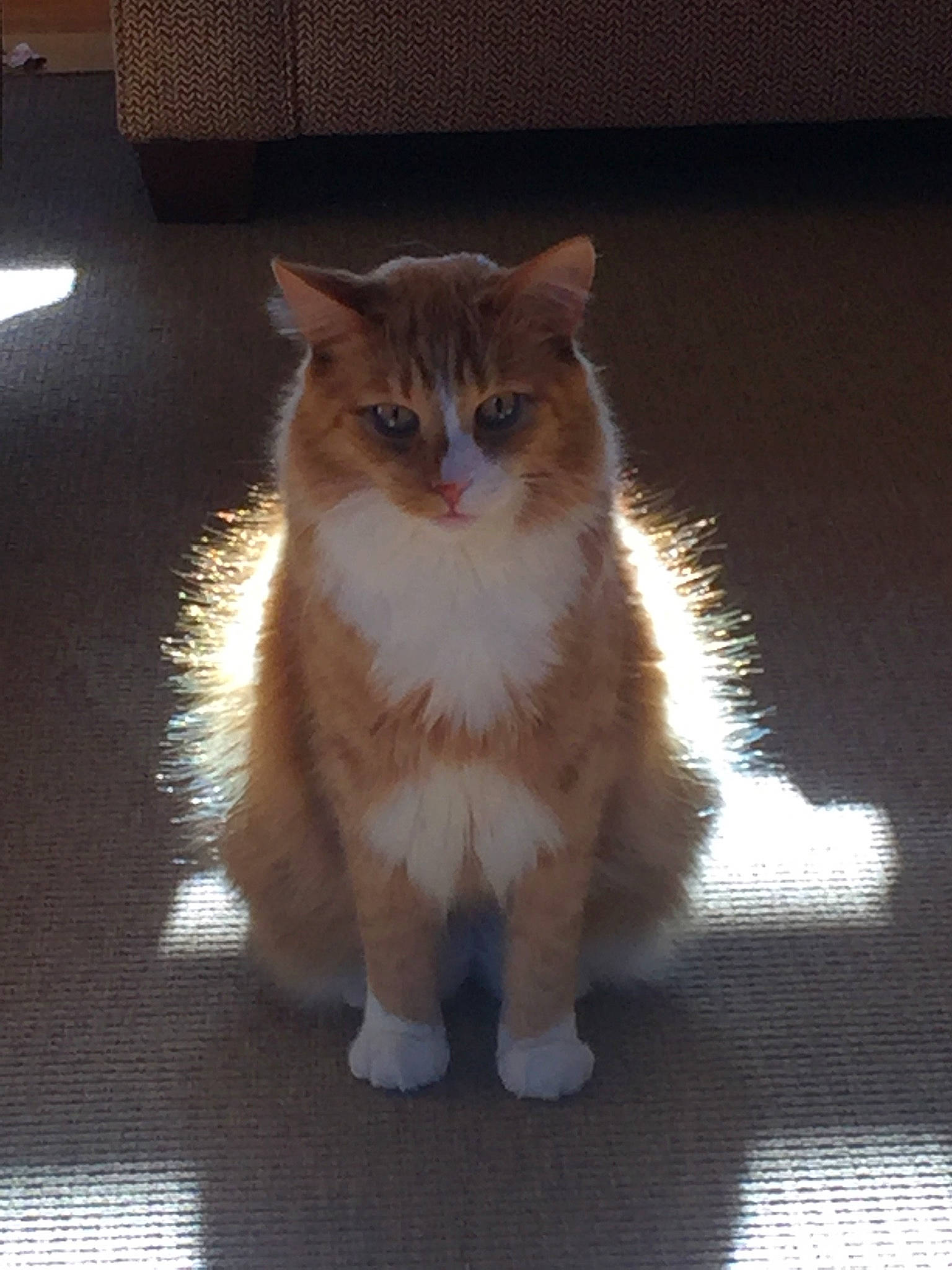 Carmine joined the competition — help win amazing prizes! carnivore, cat, darkness, domestic_short_haired_cat, fawn, felidae, flooring, fur, hardwood, paw, road_surface, sitting, small_to_medium_sized_cats, snout, tail, terrestrial_animal, whiskers, window, wood