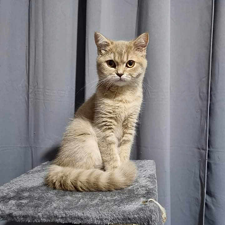 Shira
