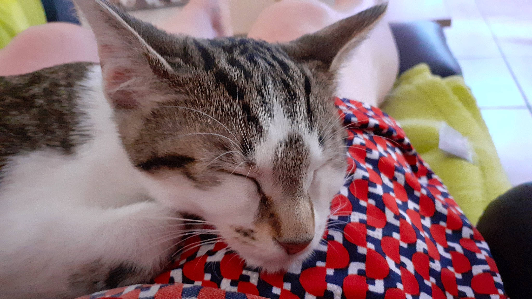 Abby participe au concours pour gagner de l'argent avec cette photo : carnivore, cat, claw, comfort, domestic_short_haired_cat, ear, felidae, fur, linens, nap, pattern, paw, plaid, sitting, sleep, small_to_medium_sized_cats, snout, tail, tartan, whiskers