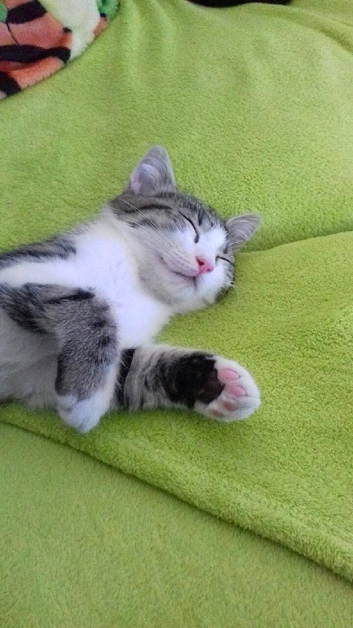 Abby participe au concours pour gagner de l'argent avec cette photo : carnivore, cat, claw, domestic_short_haired_cat, felidae, foot, fur, grass, paw, plant, small_to_medium_sized_cats, tail, terrestrial_animal, whiskers