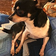 Neenee is registered to the contest to win money with this photo: carnivoran, chihuahua, companion_dog, dog, dog_breed, dog_breed_group, dog_like_mammal, english_toy_terrier, miniature_fox_terrier, prazsky_krysarik, puppy, russkiy_toy, snout, toy_dog, toy_fox_terrier, vertebrate