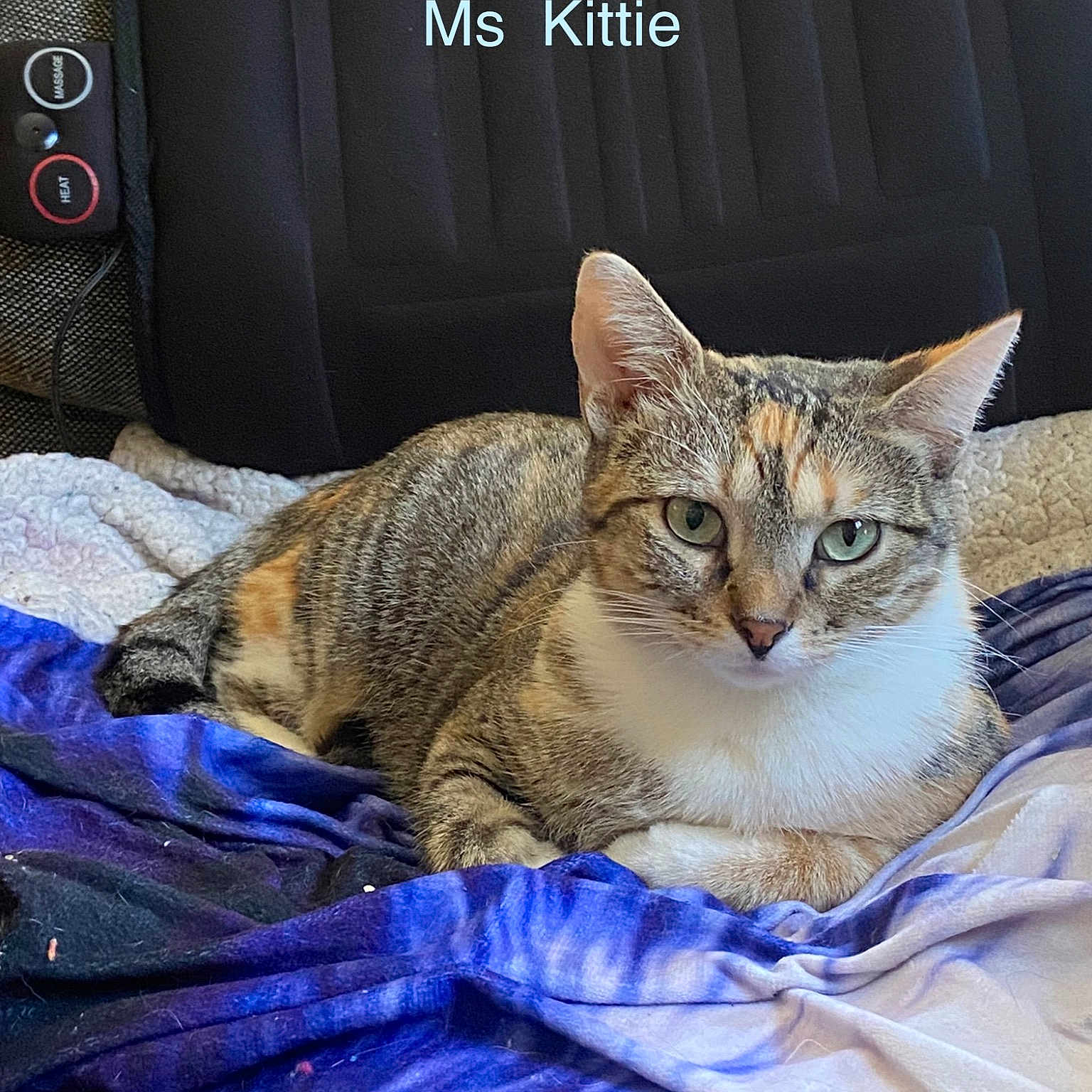 Ms Kittie