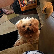 Mistie is registered to the contest to win money with this photo: bichon, carnivoran, companion_dog, dog, dog_breed, dog_breed_group, dog_like_mammal, havanese, maltese, morkie, non_sporting_group, puppy, schnoodle, shih_tzu, snout, toy_dog, vertebrate