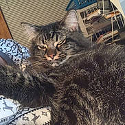 Tiger joined the competition — help win amazing prizes! carnivoran, cat, cat_like_mammal, domestic_short_haired_cat, dragon_li, fur, kitten, maine_coon, mammal, pixie_bob, small_to_medium_sized_cats, snout, whiskers