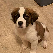 Bella joined the competition — help win amazing prizes! carnivoran, companion_dog, dog, dog_breed, dog_breed_group, dog_like_mammal, drentse_patrijshond, moscow_watchdog, puppy, snout, sporting_group, st_bernard, tornjak