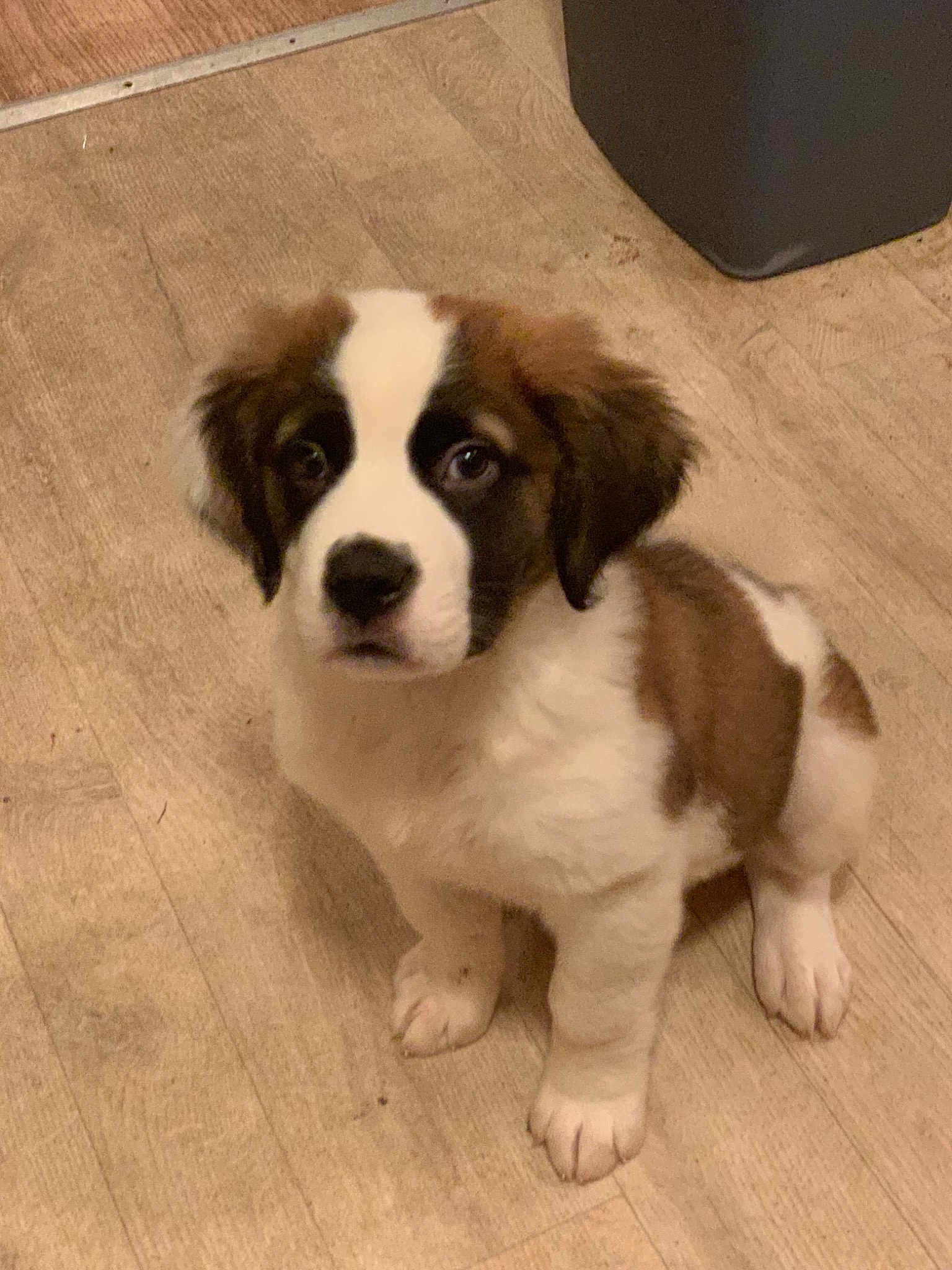 Bella