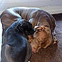 Adès a rejoint le concours — aidez-le/la à gagner de superbes lots ! dog, black_dog, brown_dog, sleeping, nap, indoor, mat, window, cozy, pet, animal, fur, rest, floor, peaceful, two_dogs, companion, close, curled_up, domestic