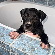 Adès participe au concours pour gagner de l'argent avec cette photo : puppy, dog, bathtub, tile, wet, black, white, pet, animal, cute, bathroom, paw, nose, ears, curious, young, indoors, pet_care, looking_up, water