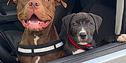 Adès participe au concours pour gagner de l'argent avec cette photo : dog, car, window, seat, collar, pet, animal, happy, joyful, curious, brown_dog, black_dog, inside, vehicle, transportation, side_view, two_dogs, looking, front_seat, parked
