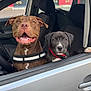 dog, car, window, seat, collar, pet, animal, happy, joyful, curious, brown_dog, black_dog, inside, vehicle, transportation, side_view, two_dogs, looking, front_seat, parked