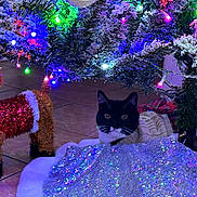 Rose is registered to the contest to win money with this photo: cat, christmas_tree, holiday_lights, reindeer_ornament, sparkly_tree_skirt, black_and_white_cat, festive, indoor, tile_floor, decorations, holiday_season, animal, pet, whiskers, cat_ears, christmas_decor, colorful_lights, festive_sweater, curious_cat, holiday_cheer