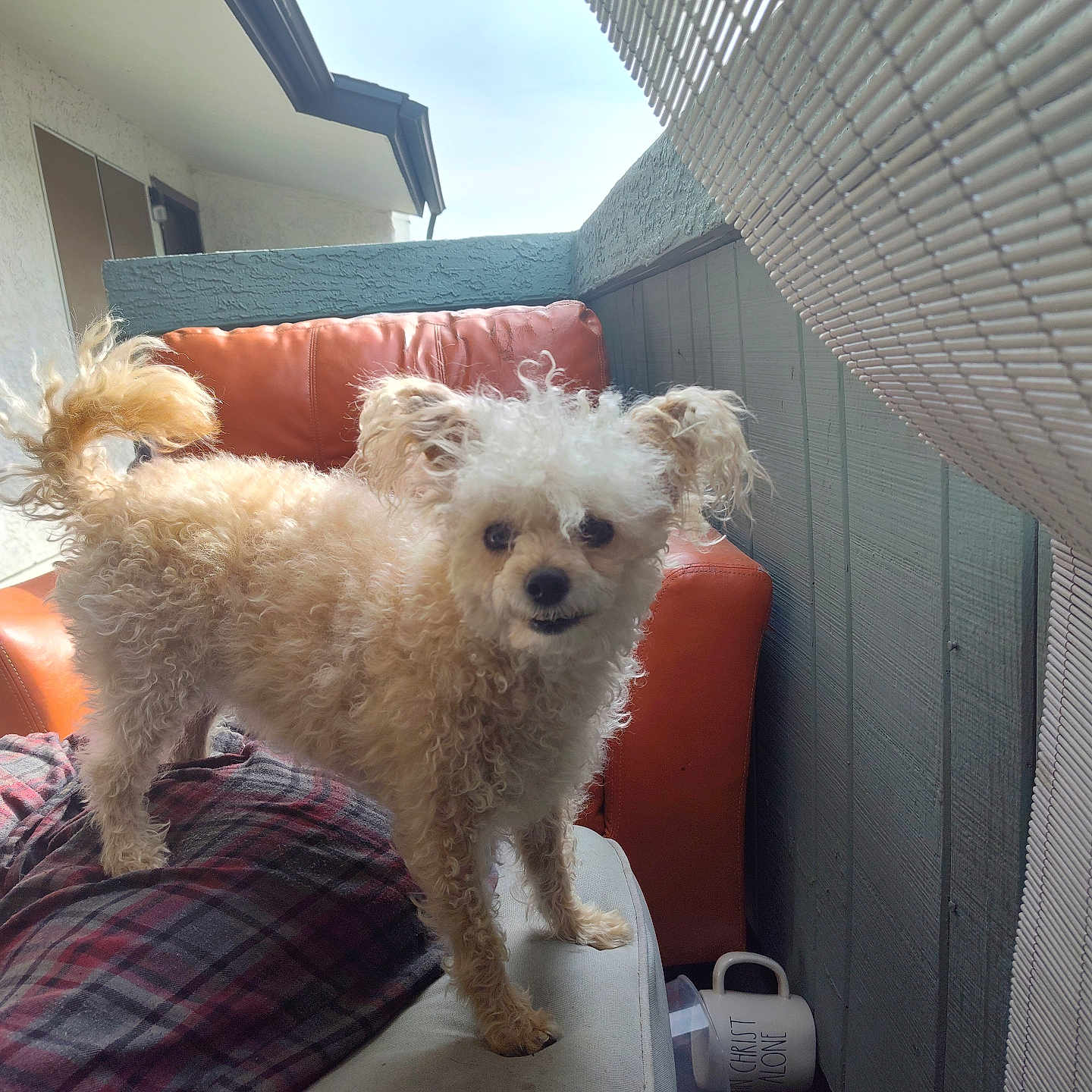 Ms. Peanut