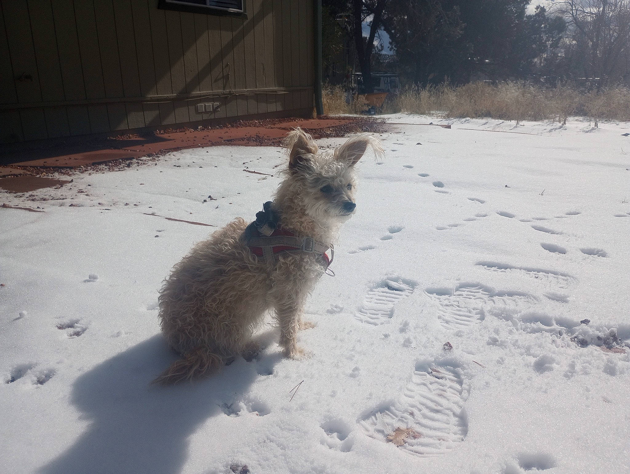 Peanut joined the competition — help win amazing prizes! canidae, dog_breed, door, fawn, felidae, freezing, fur, hare, paw, small_to_medium_sized_cats, snow, tail, tree, whiskers, wildlife, winter, wood