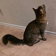 Squirt is registered to the contest to win money with this photo: cat, tabby, feline, pet, indoor, curious, sitting, tail, floor, tile, wall, domestic, animal, whiskers, ears, collar, fur, side_view, looking_up, quiet