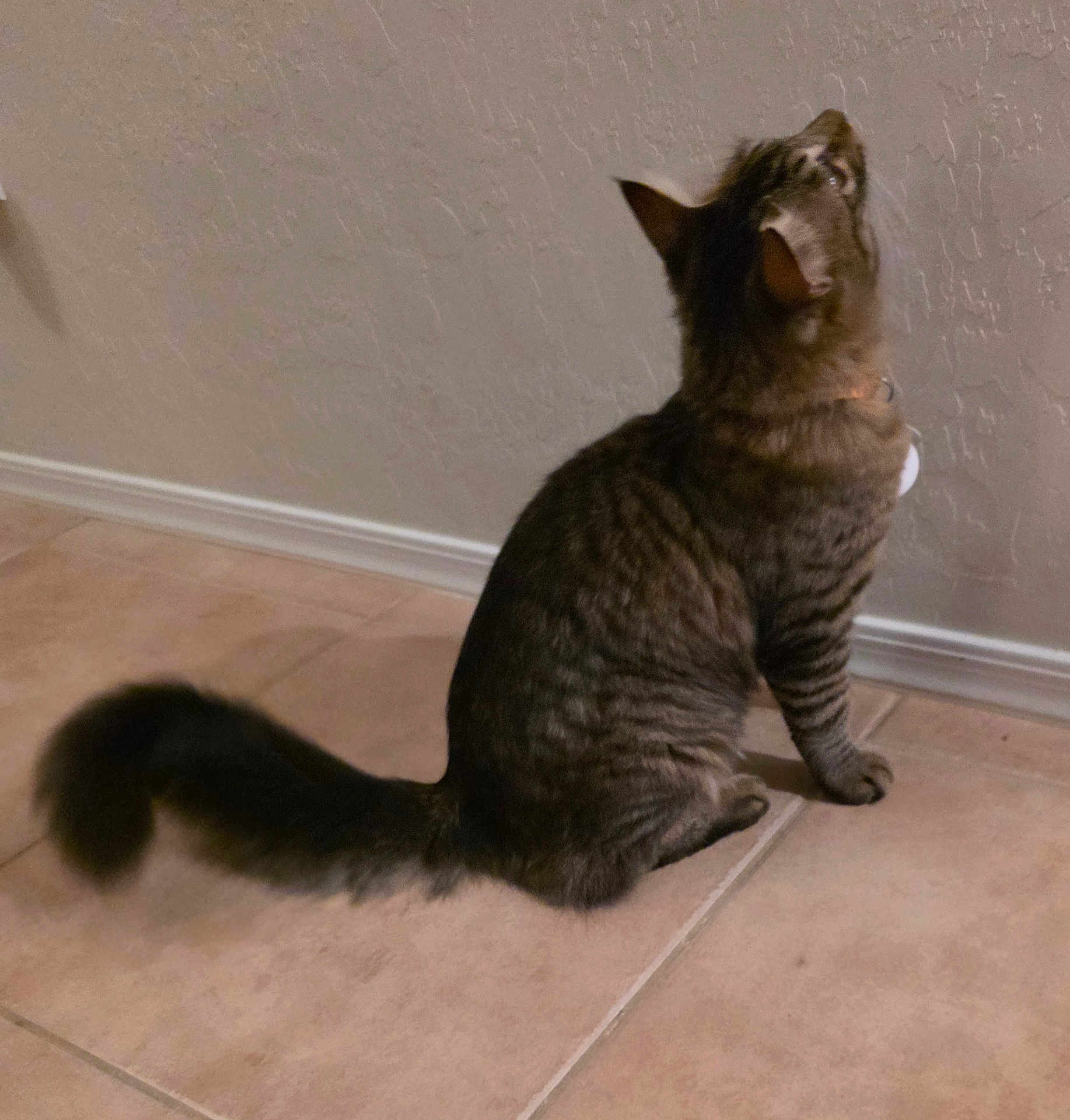 Squirt is registered to the contest to win money with this photo: cat, tabby, feline, pet, indoor, curious, sitting, tail, floor, tile, wall, domestic, animal, whiskers, ears, collar, fur, side_view, looking_up, quiet