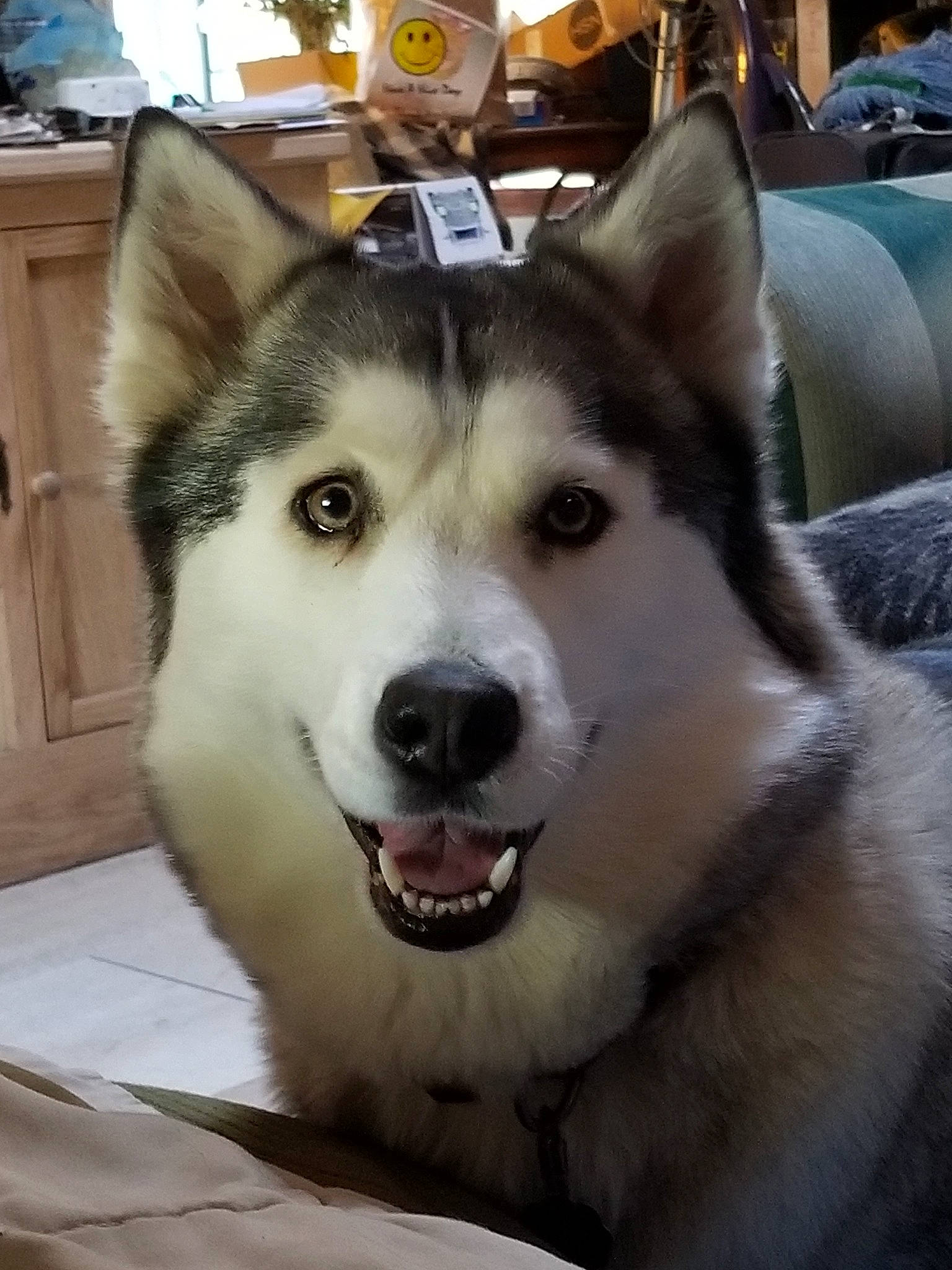 Tribble joined the competition — help win amazing prizes! alaskan_klee_kai, alaskan_malamute, canadian_eskimo_dog, canidae, carnivore, dog, dog_breed, east_siberian_laika, greenland_dog, mammal, miniature_siberian_husky, native_american_indian_dog, northern_inuit_dog, nose, sakhalin_husky, siberian_husky, sled_dog, tamaskan_dog, vertebrate, wolfdog