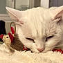 cat, white_cat, sleeping, toy_mouse, blanket, cozy, indoor, pet, fur, close_up, cute, animal, resting, relaxed, whiskers, nose, ears, soft_texture, domestic_cat, feline