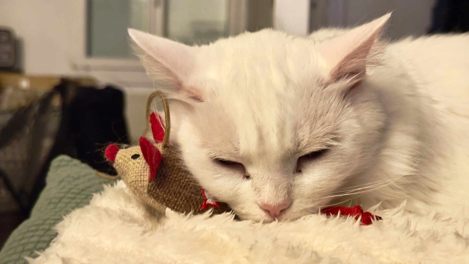 Vanille a rejoint le concours — aidez-le/la à gagner de superbes lots ! cat, white_cat, sleeping, toy_mouse, blanket, cozy, indoor, pet, fur, close_up, cute, animal, resting, relaxed, whiskers, nose, ears, soft_texture, domestic_cat, feline
